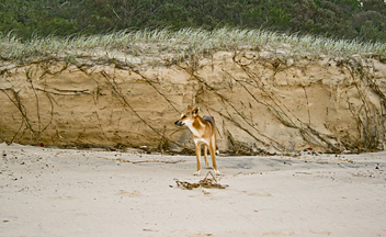 Fraser Island Great Walk: Dingo - by Gaz
